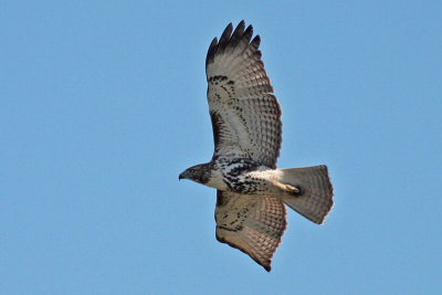 Hawk Watch: Red-tailed Hawk