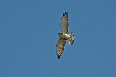 Hawk Watch: Broad-winged Hawk