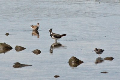 Lapwing and Common Redshanks