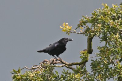 Raven