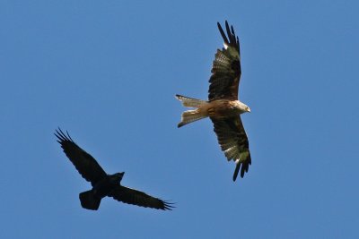 Raven and Red Kite