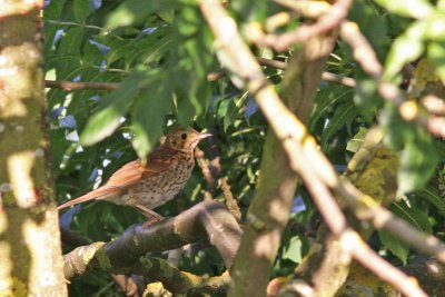 Song Thrush