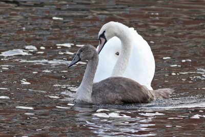 Mute Swans