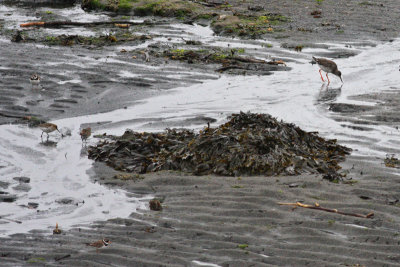 Ringed Plover and Friends