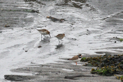 Two Dunlin and a Ringed Plover