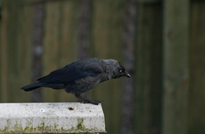 Jackdaw