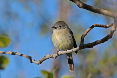 Dusky Flycatcher