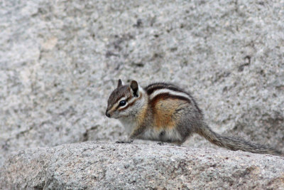 Least Chipmunk