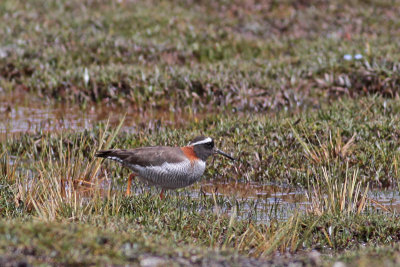 Diademed Plover