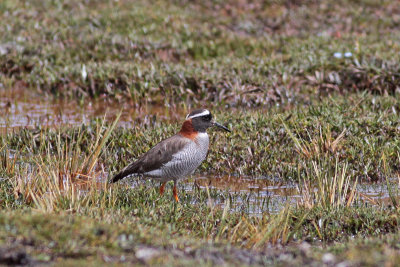 Diademed Plover