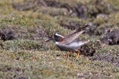 Diademed Plover