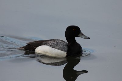 Greater Scaup