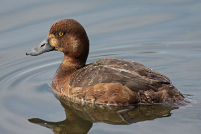 Greater Scaup