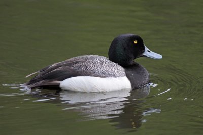 Greater Scaup