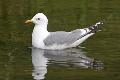 Short-billed Gulls (Alaska)