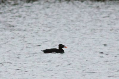 Surf Scoter