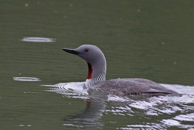 Loons, grebes
