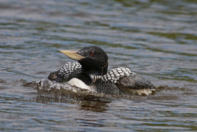 Yellow-billed Loon