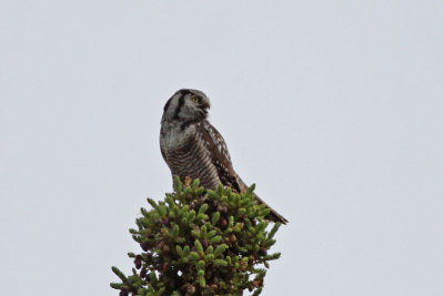 Northern Hawk Owl