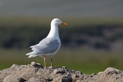 Glaucous Gull