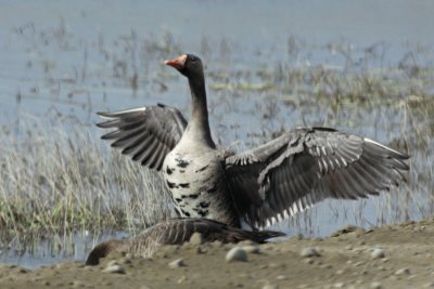 Greater White-fronted Geese