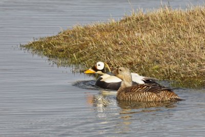 Spectacled Eiders