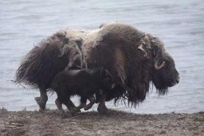 Musk-Ox with calf