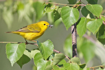 Yellow Warbler