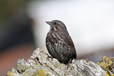 Song Sparrow (Alaska)