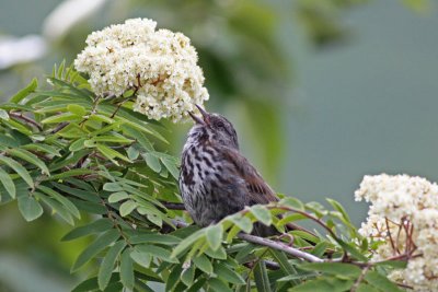 Song Sparrow (Alaska)