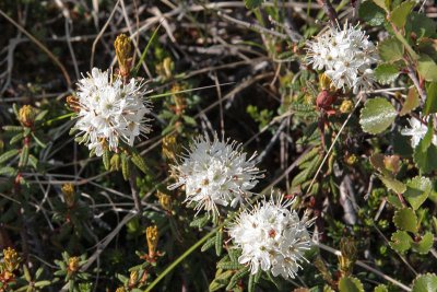 Labrador Tea