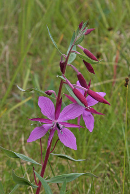 Wildflowers