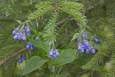 Chiming Bells