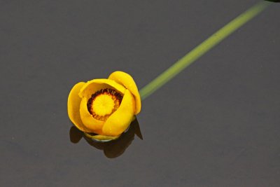 Yellow Pond Lily