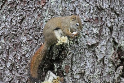 Red Squirrel (US)