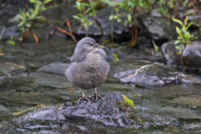 American Dipper