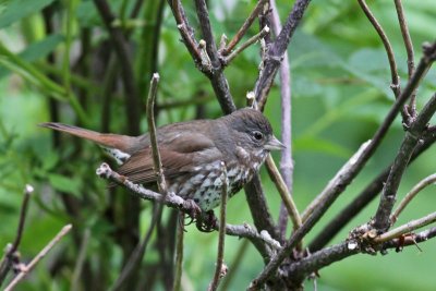 Sooty Fox Sparrow (Kodiak Island)