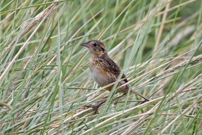 Seaside Sparrow