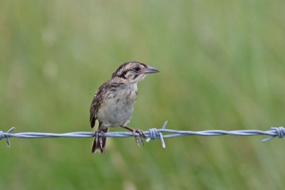 Seaside Sparrow