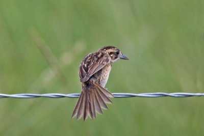 Seaside Sparrow