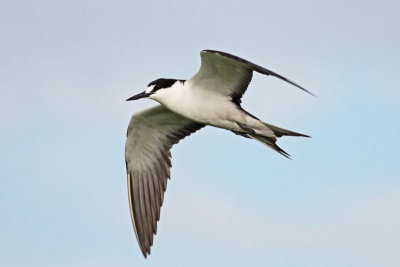 Sooty Terns