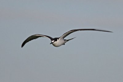 g1/80/793480/3/126976087.DtlRLBOg.jpg