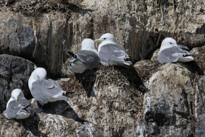 Black-legged Kittiwakes