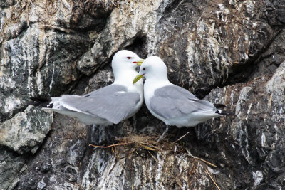 Black-legged Kittiwakes