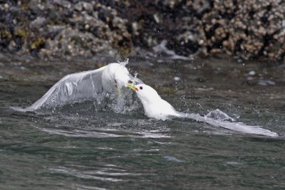 Black-legged Kittiwakes