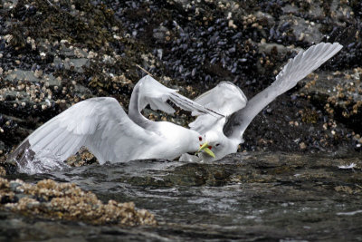 Black-legged Kittiwakes