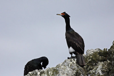 Cormorants, Fulmars, Shearwaters