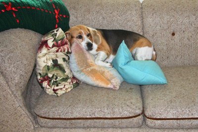 Bagel, the beagle