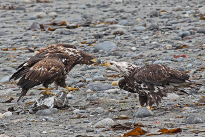 Bald Eagles