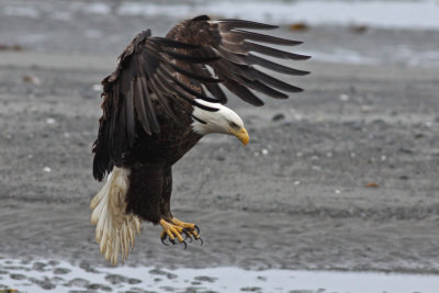 Bald Eagle